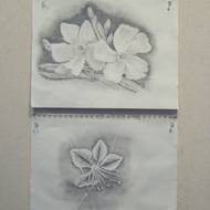 Student Drawings 2009 26